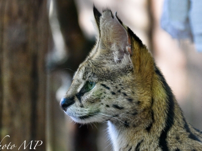 Serval - De Zonnegloed - Dierenpark - Dieren opvangcentrum - Sanctuary